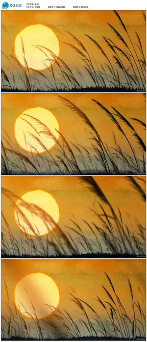 夕阳落日下随风飘荡的芦苇