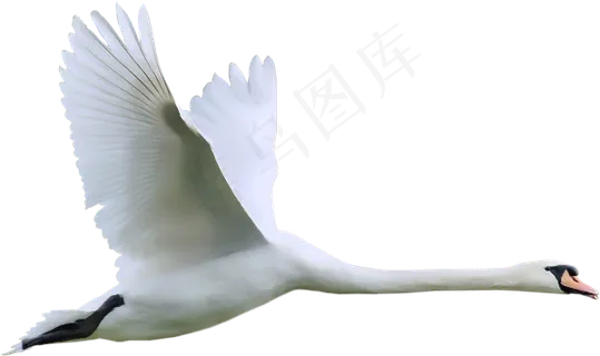 免抠png图片ps素材天鹅