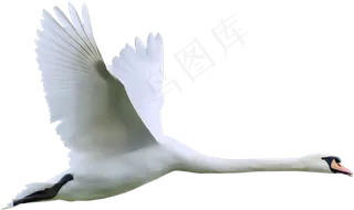 免抠png图片ps素材天鹅