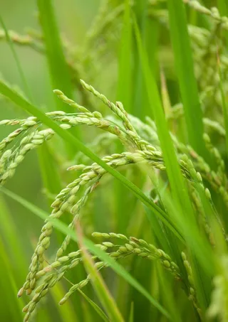 水稻图片
