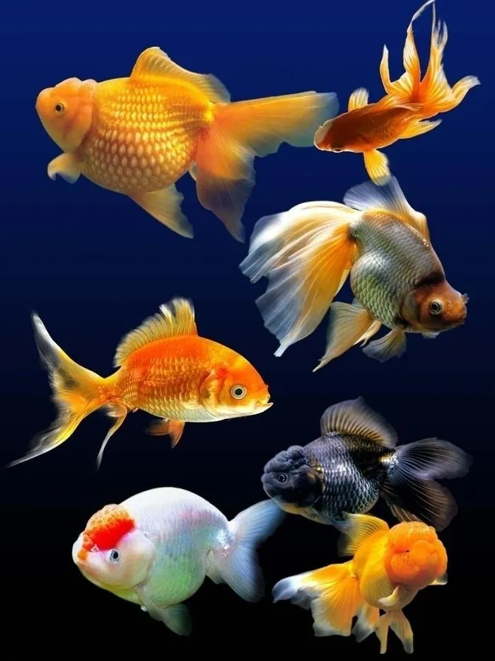 金鱼素材图片psd模版下载