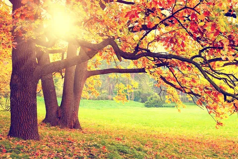 秋天枫树草地风景