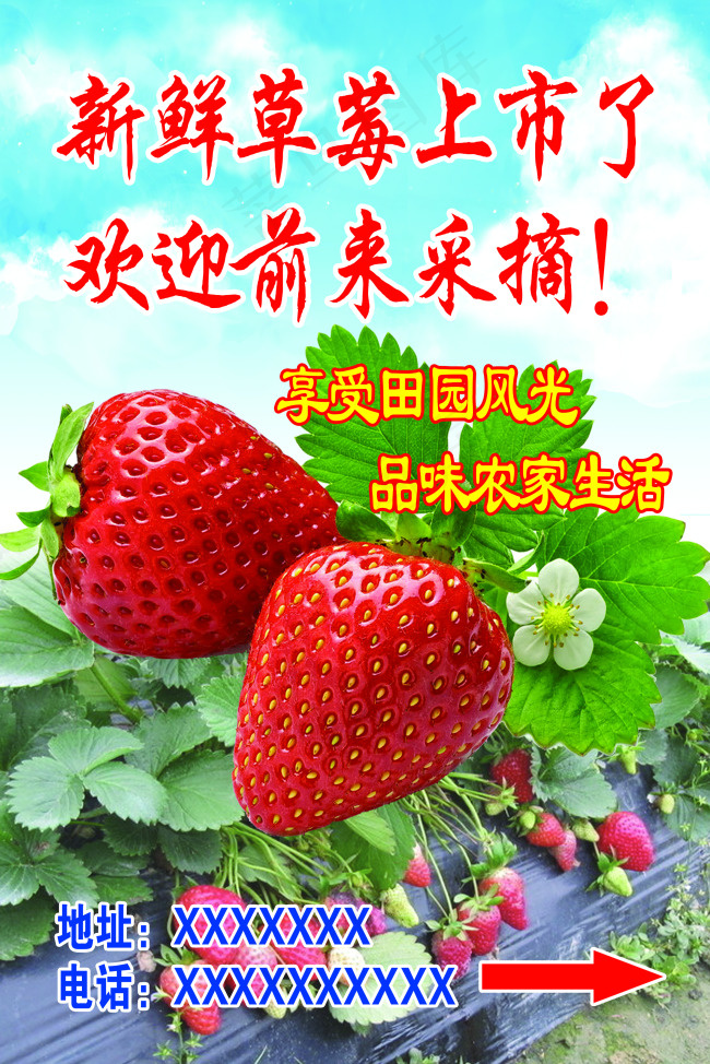 新鲜草莓