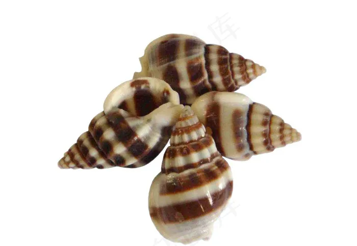 海螺免抠素材PSD分层psd模版下载