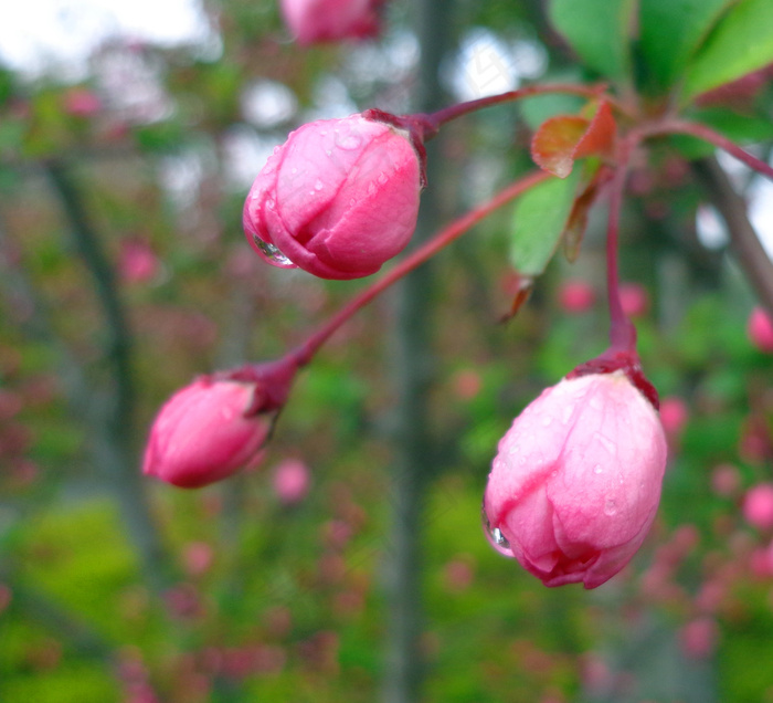 桃花花蕾图片