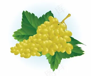 葡萄青提子矢量图