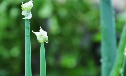 植物天葱图片 植物天葱图片