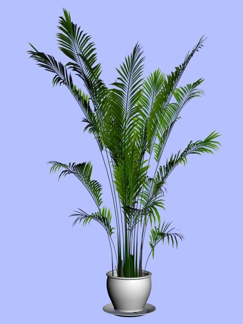 植物盆栽室内装饰素材免费下载室内盆...