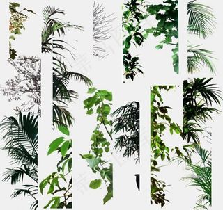 室内植物盆栽图片