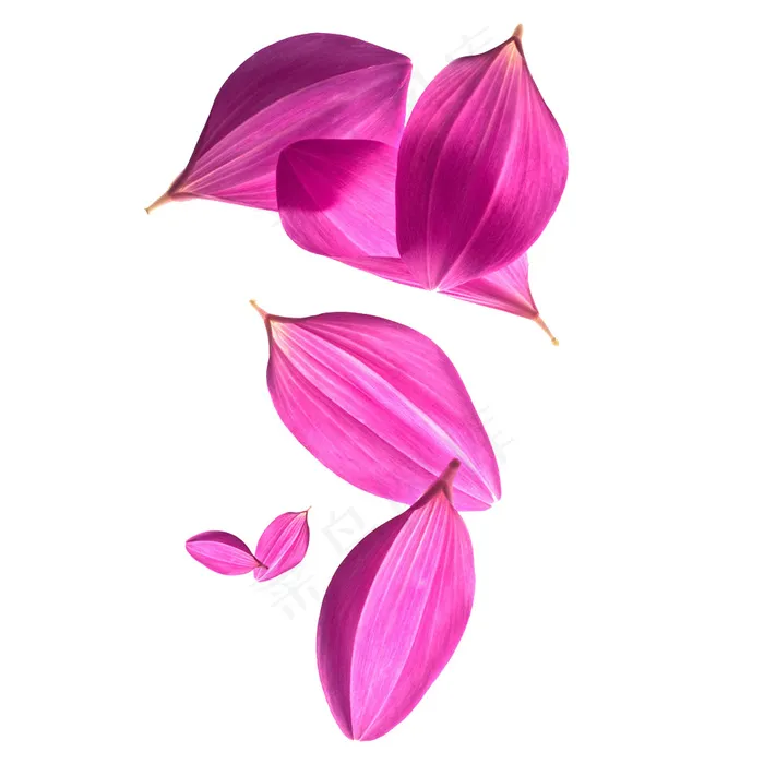 粉色花瓣元素psd模版下载