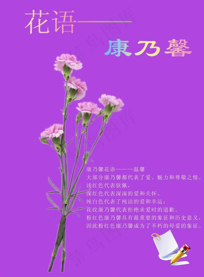 康乃馨图片cdr矢量模版下载