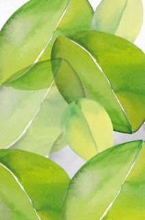 森系小清新文艺风水彩绿色植物叶子背...