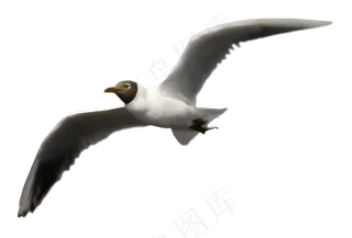 动物免抠png图片ps素材飞鸟