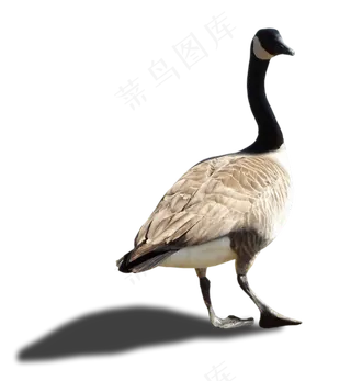 家鹅背面图免抠png透明素材