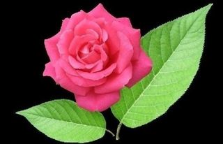 月季花与叶子图片