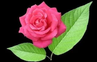 月季花与叶子图片