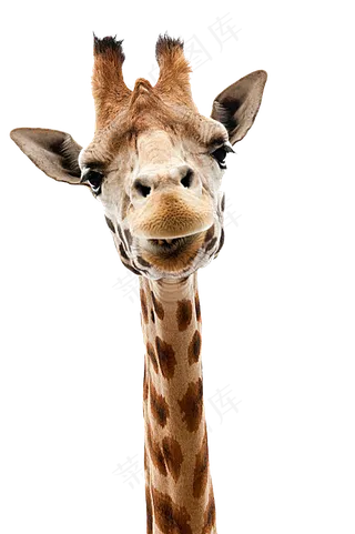 长颈鹿动物png图片海报素材