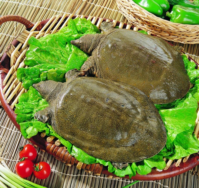 甲鱼图片