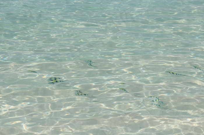 私人海滩 鱼儿图片