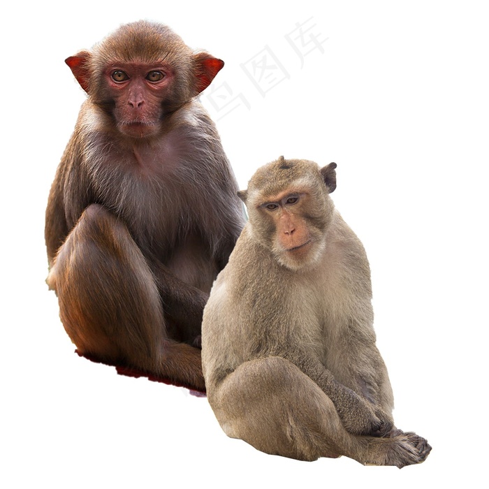 猴子免抠素材PSD分层