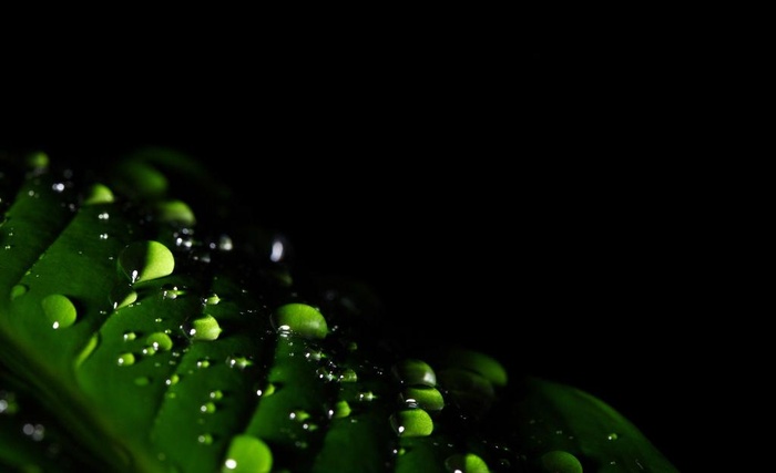 树叶上的水珠图片