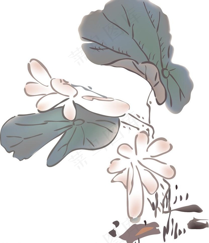 荷花莲花图片