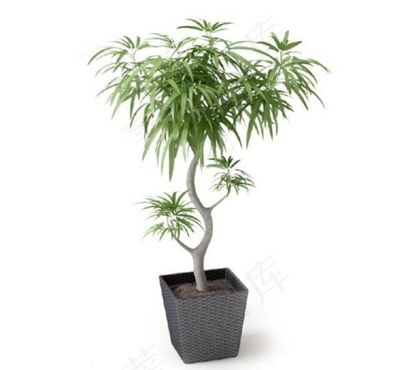 绿色植物模型设计