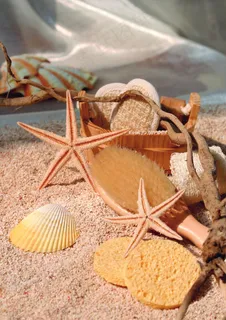 海洋生物图片 海洋生物图片