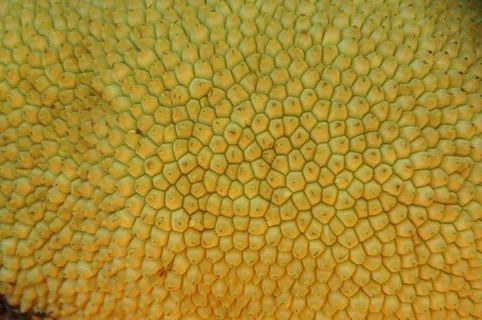 榴莲皮肤纹理图片 榴莲皮肤纹理图片