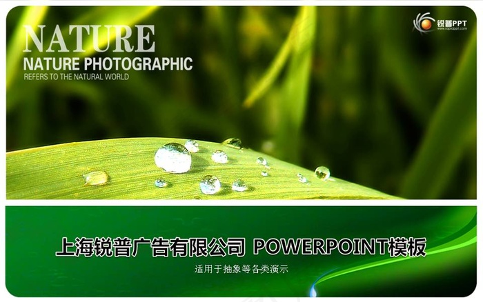 清新绿叶晶莹水珠PPT模板