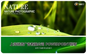清新绿叶晶莹水珠PPT模板预览图