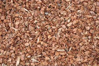 未来的蕨类植物