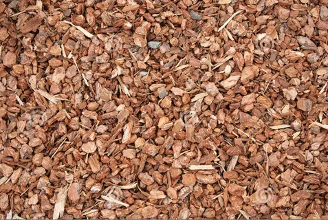 未来的蕨类植物 未来的蕨类植物