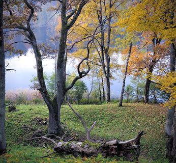 草地上的一棵树图片