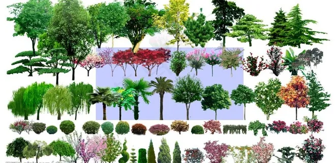 园林设计素材景观树木(树)图片
