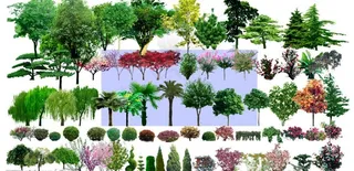 园林设计素材景观树木(树)图片