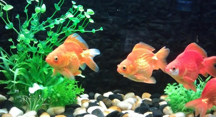 水族馆图片