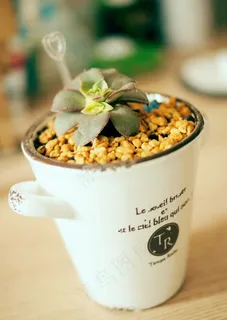 多肉图片 多肉图片