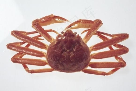 蟹图片