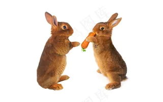 两只抢吃胡萝卜的小兔子图片