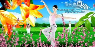 绽放的百合图片