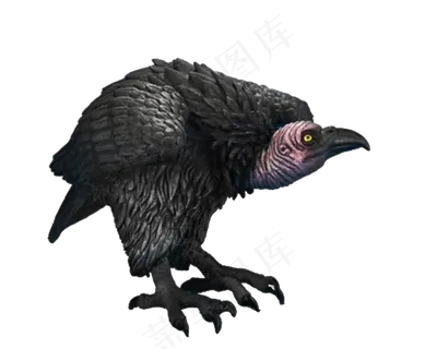 鸟类动物秃鹫透明png图片