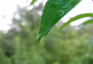 保护绿色节约用水图片