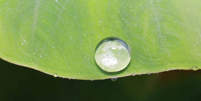 叶子上的露珠图片