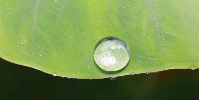 叶子上的露珠图片