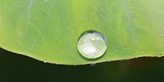 叶子上的露珠图片