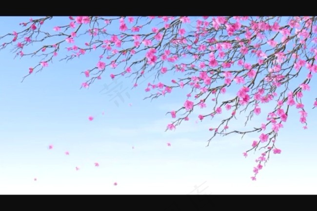 桃花背景视频素材模板下载