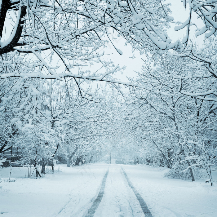 冬天公路树木风景