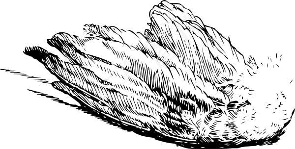 鸟翅夹艺术