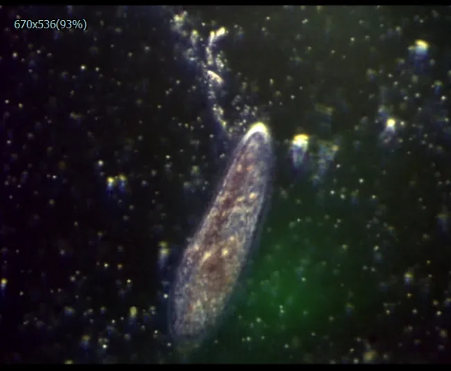 微生物形态